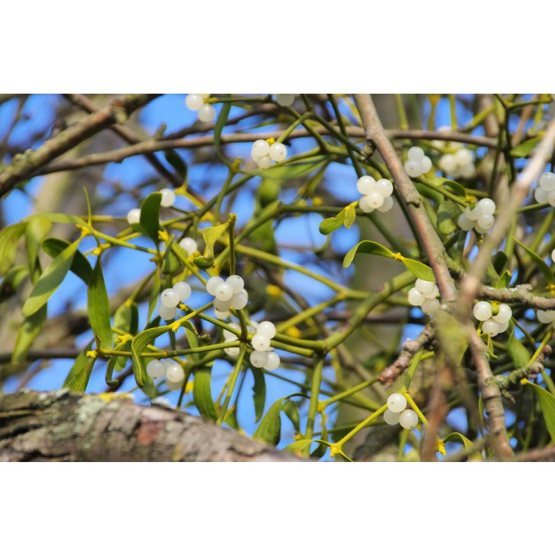 Čaj Bio BELA OMELA 40g Plavica