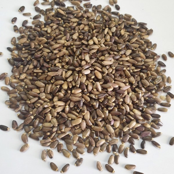 Seme pegasti badelj 250g Pečarič